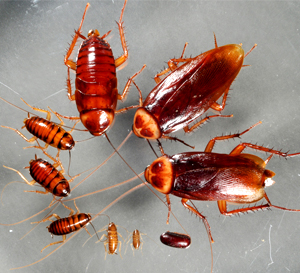 Cockroach Pest Control in Ambernath