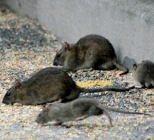Rats & Rodents Control