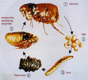Tick And Fleas Pest Control Services